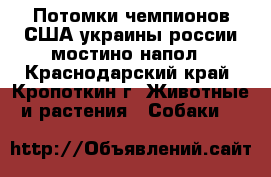 Потомки чемпионов США.украины.россии мостино напол - Краснодарский край, Кропоткин г. Животные и растения » Собаки   